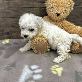 Bichon
