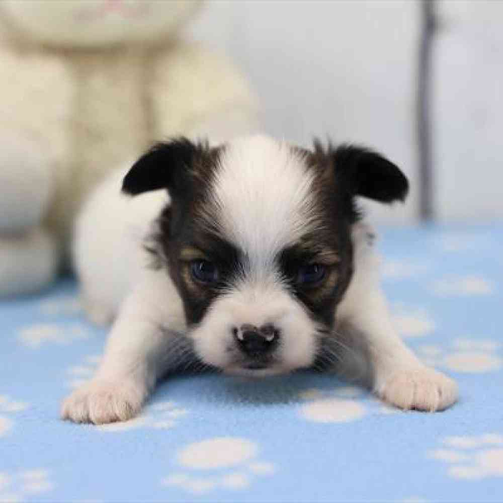 Papillon Puppy for sale - Heart String Healthy Puppies