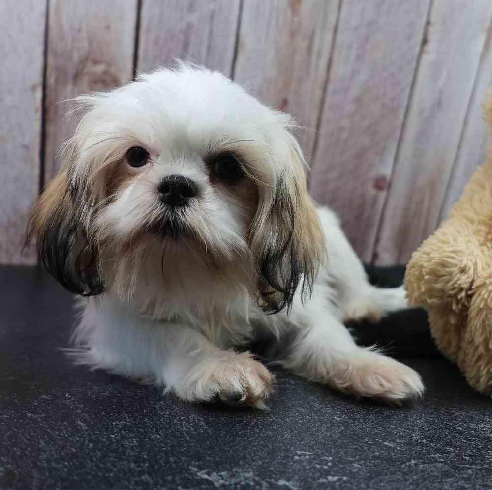 carousel pet images