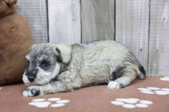 Mini Schnauzer