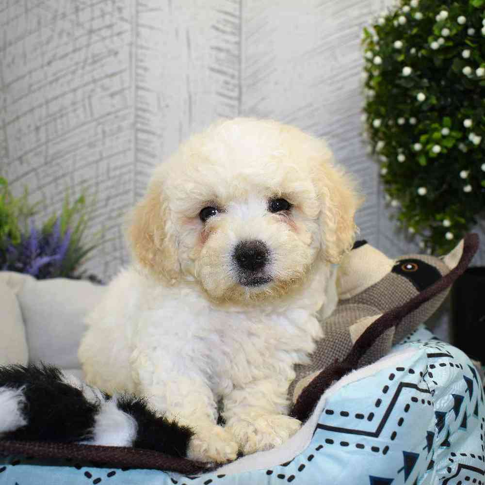 Male Cavachon Puppy for sale