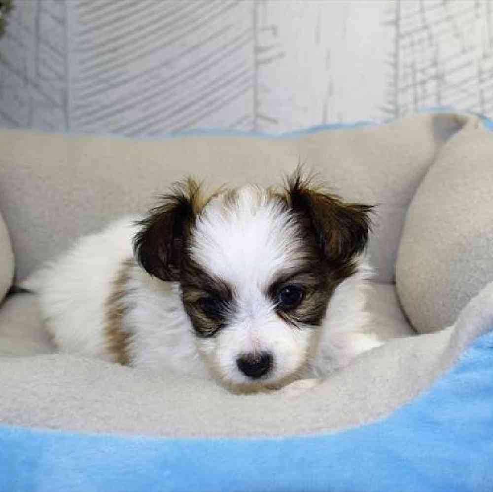 carousel pet images