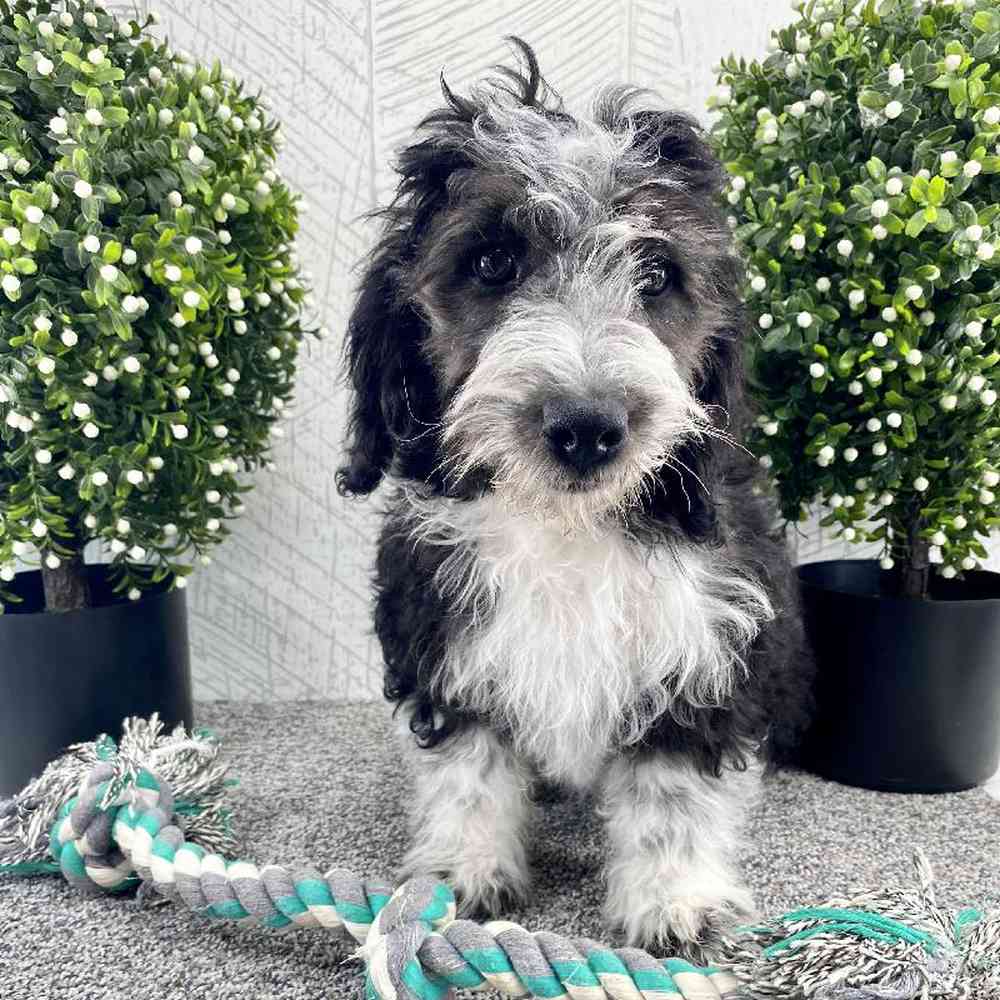 Female Mini Bernedoodle Puppy for sale