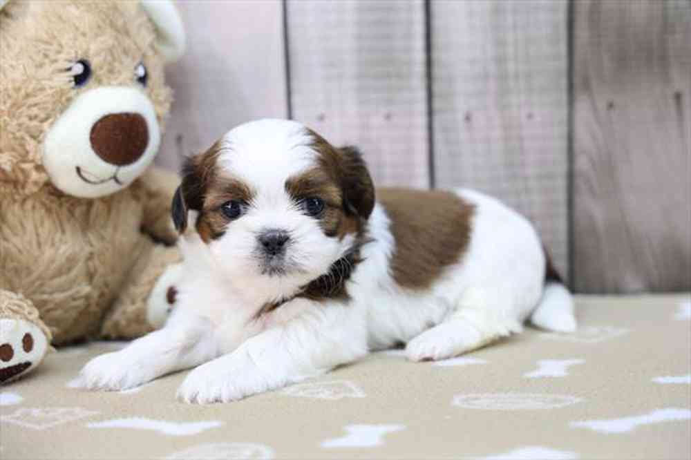 carousel pet images