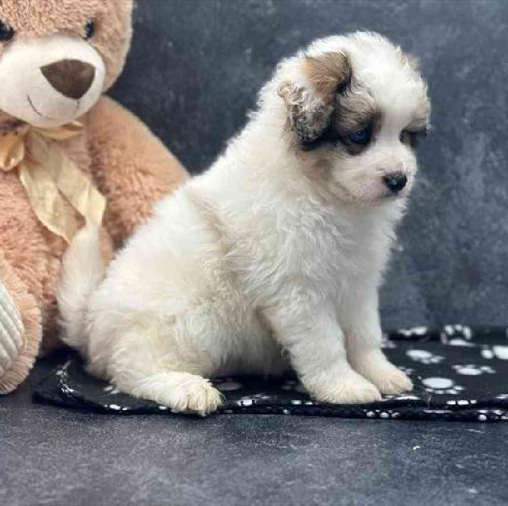 carousel pet images