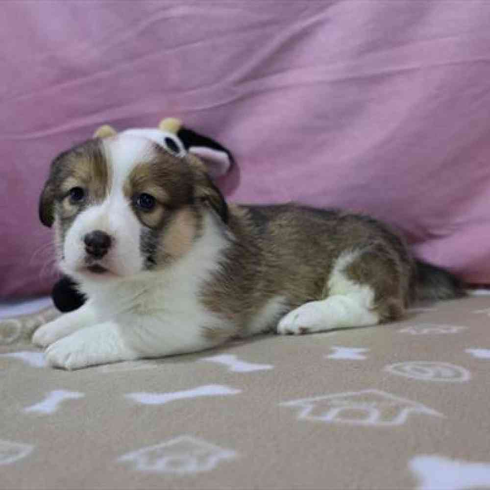 carousel pet images