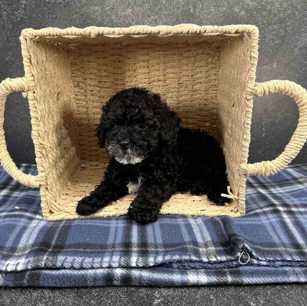 Male Mini Poodle Puppy for Sale in Millersburg, IN