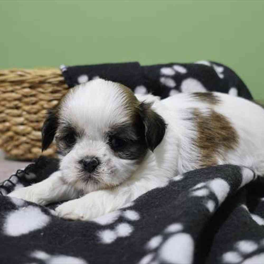 carousel pet images