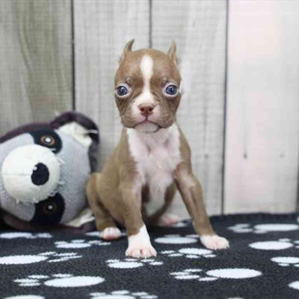 pet-img