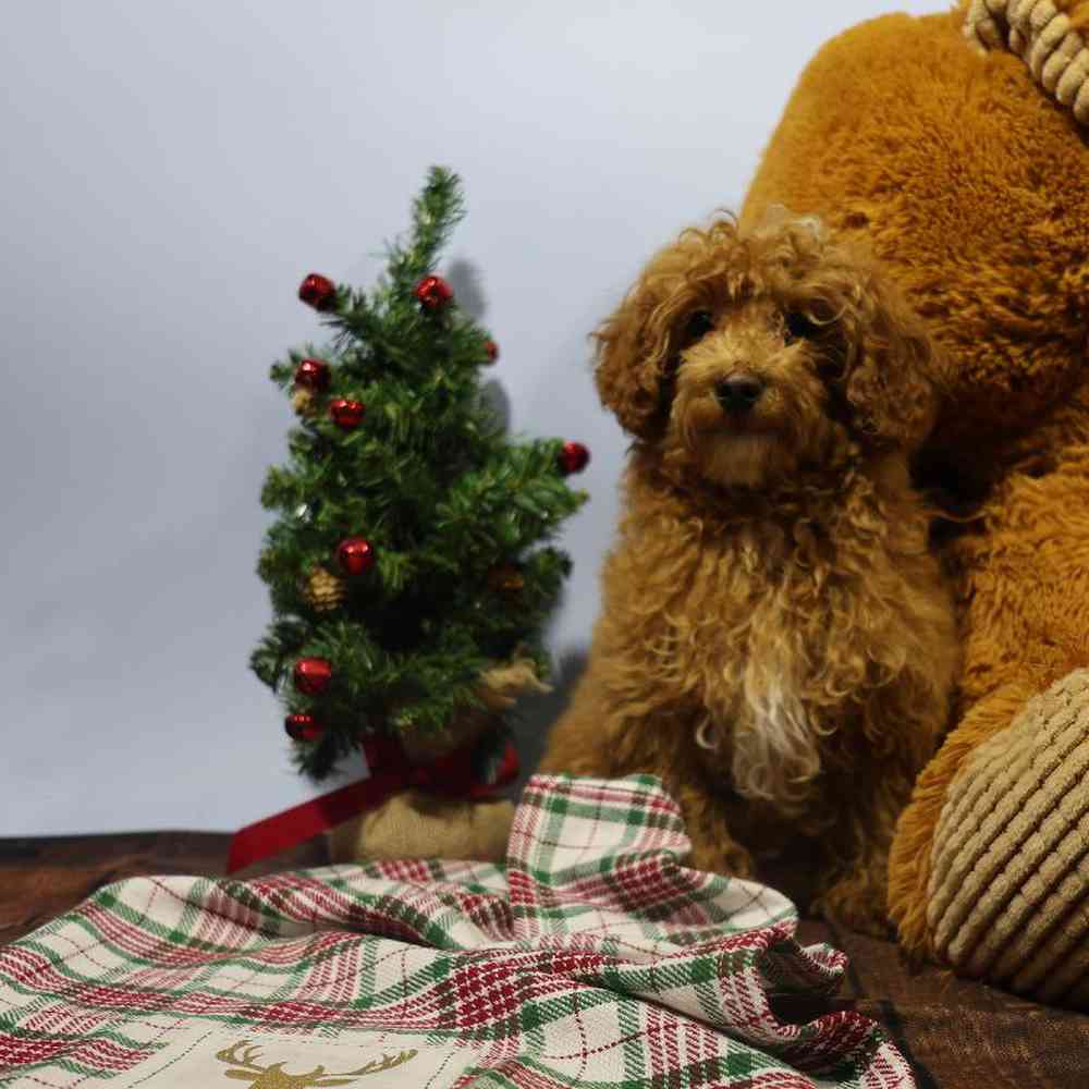 carousel pet images