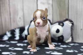 Boston Terrier