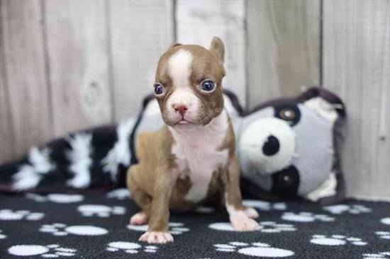 Boston Terrier
