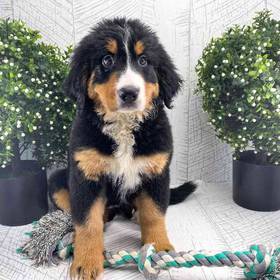 Bernese Mountain Dog