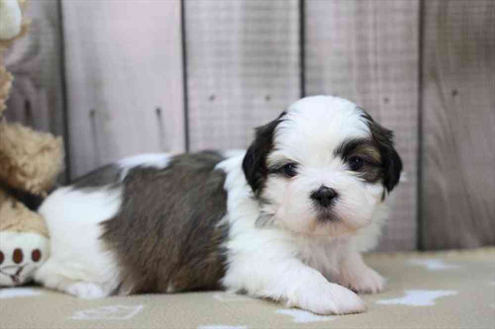 carousel pet images