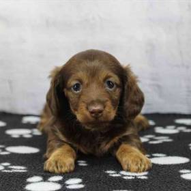 Dachshund