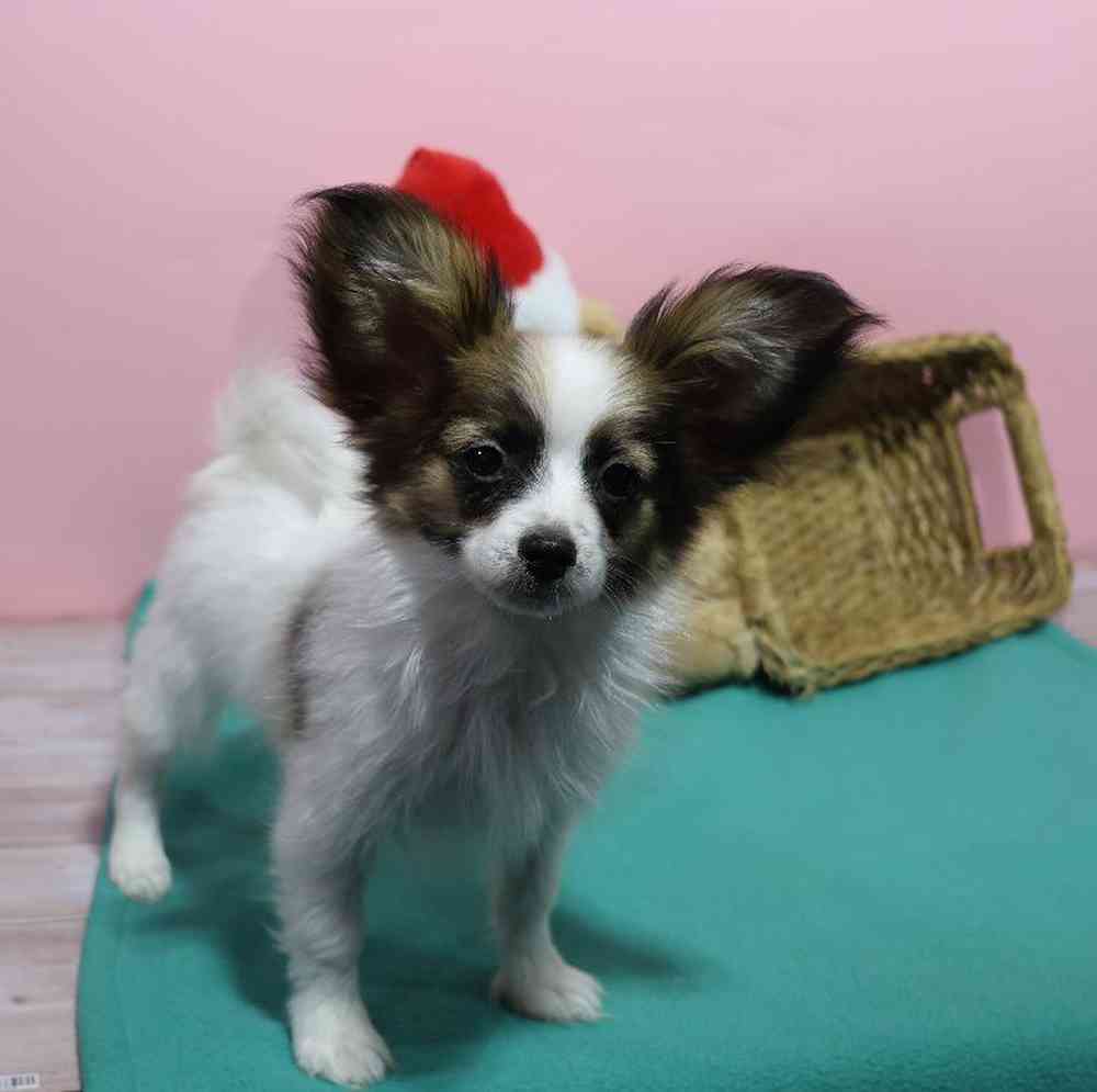 carousel pet images