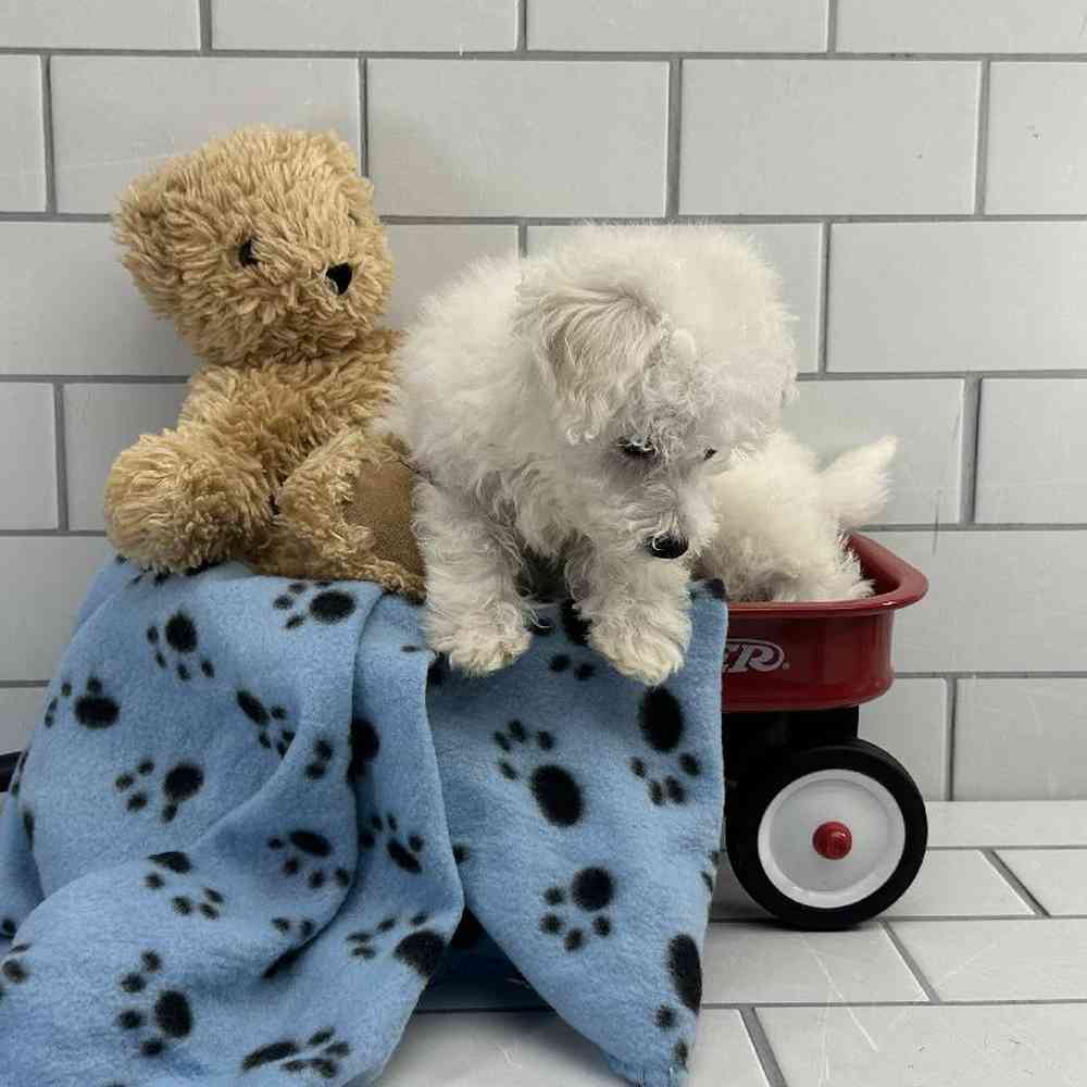 Male Bichon Puppy for Sale in Millersburg, IN