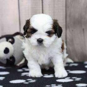 Shih Tzu