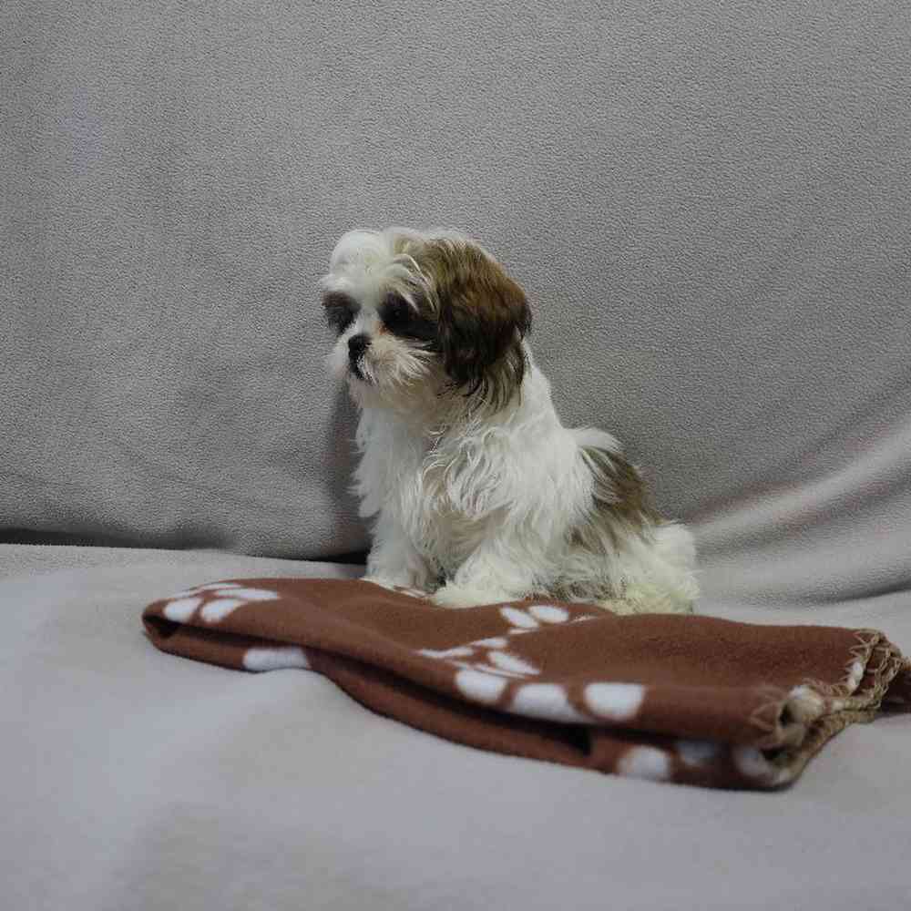 carousel pet images