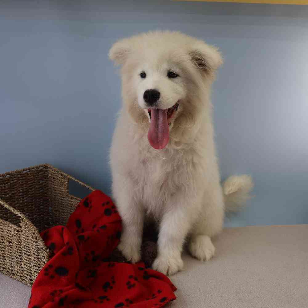 Male Samoyed Puppy for Sale in Millersburg, IN