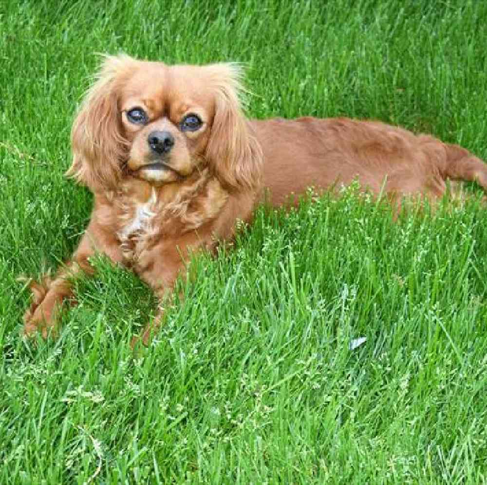 carousel pet images
