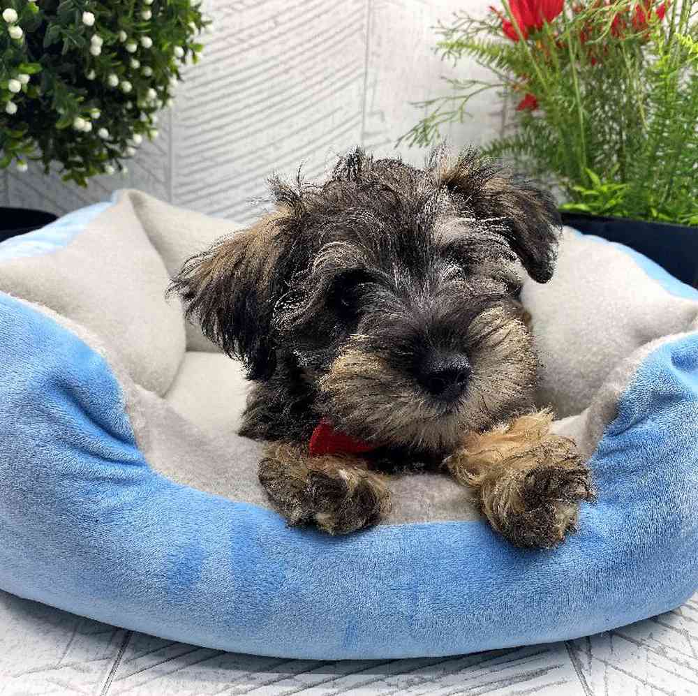 carousel pet images