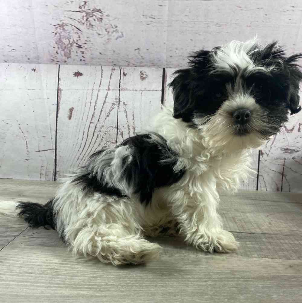 carousel pet images