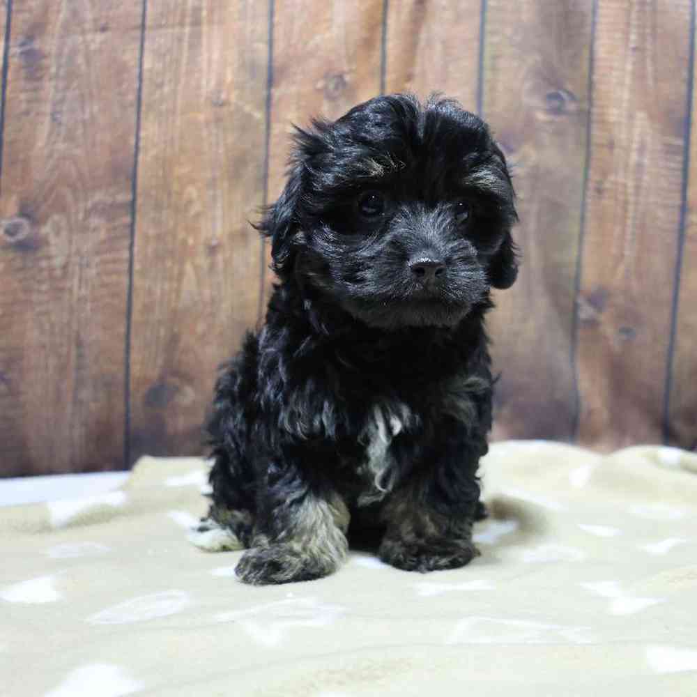 Female Havanese Puppy for Sale in Millersburg, IN