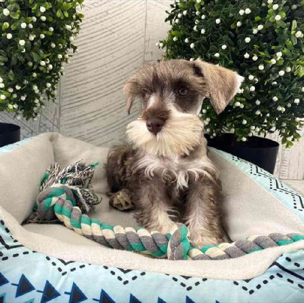 carousel pet images