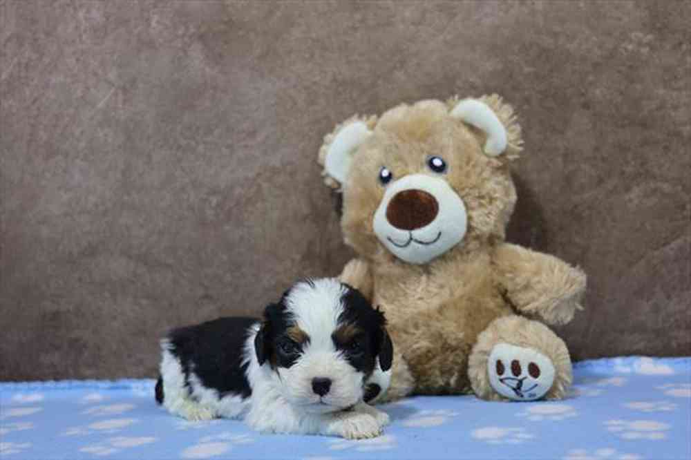 carousel pet images