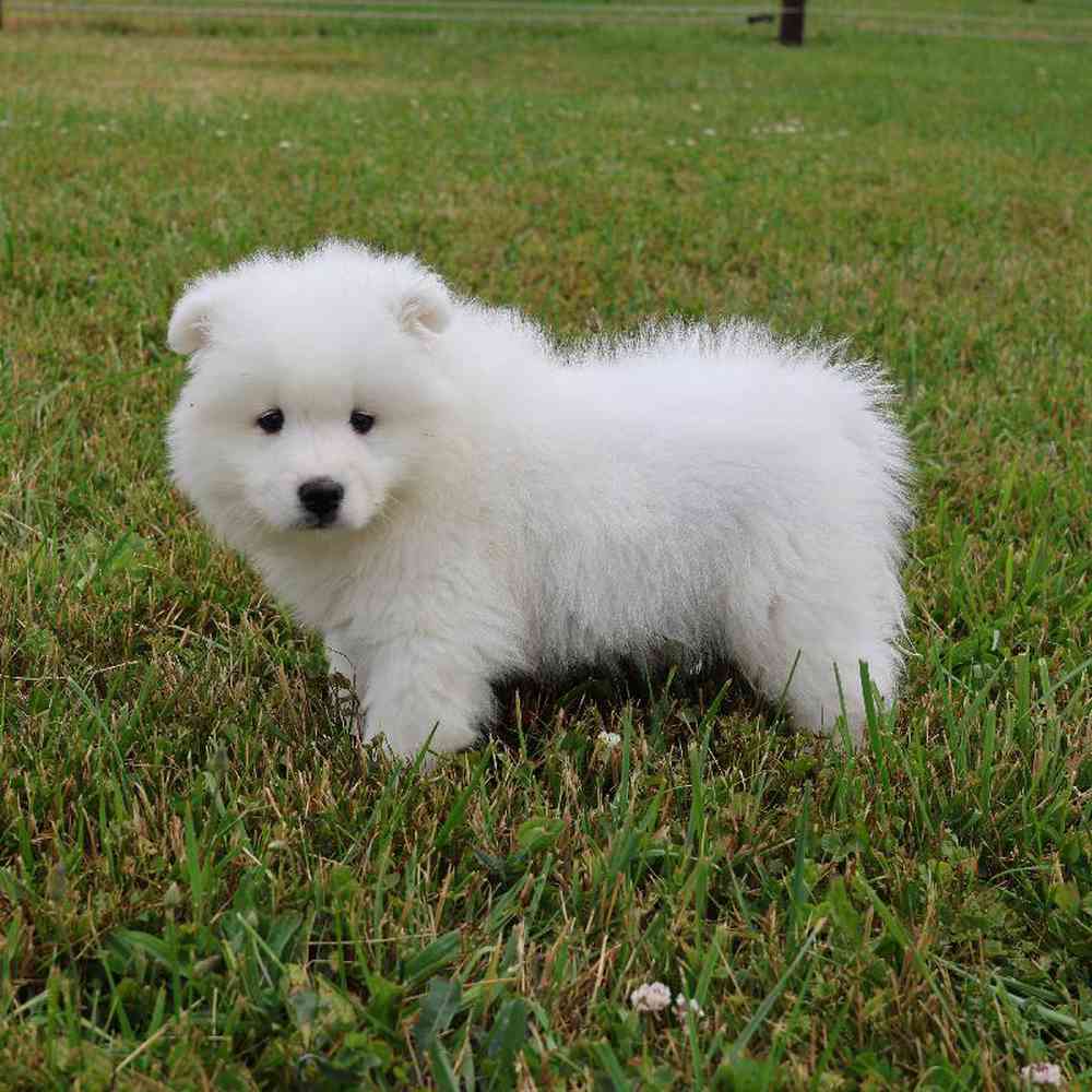 Male Samoyed Puppy for Sale in Millersburg, IN