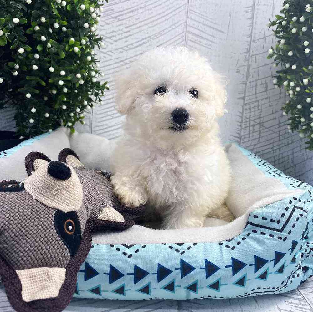 carousel pet images