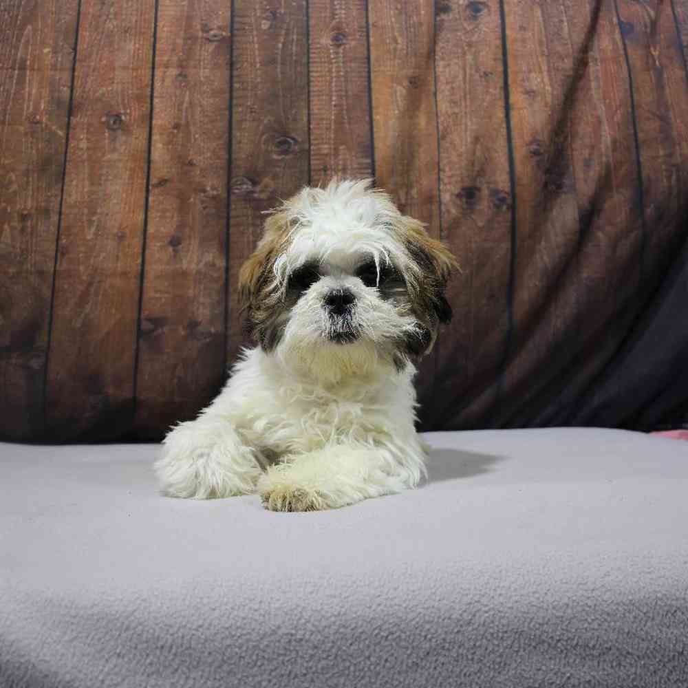 carousel pet images