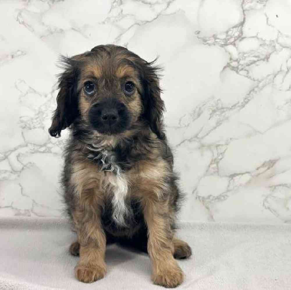 carousel pet images