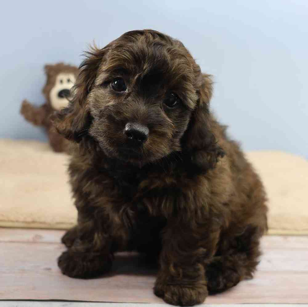Male Doxiepoo Puppy for Sale in Millersburg, IN