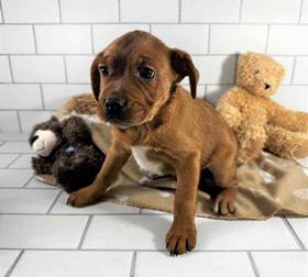 3/4 Frenchie 1/4 Bull Mastiff