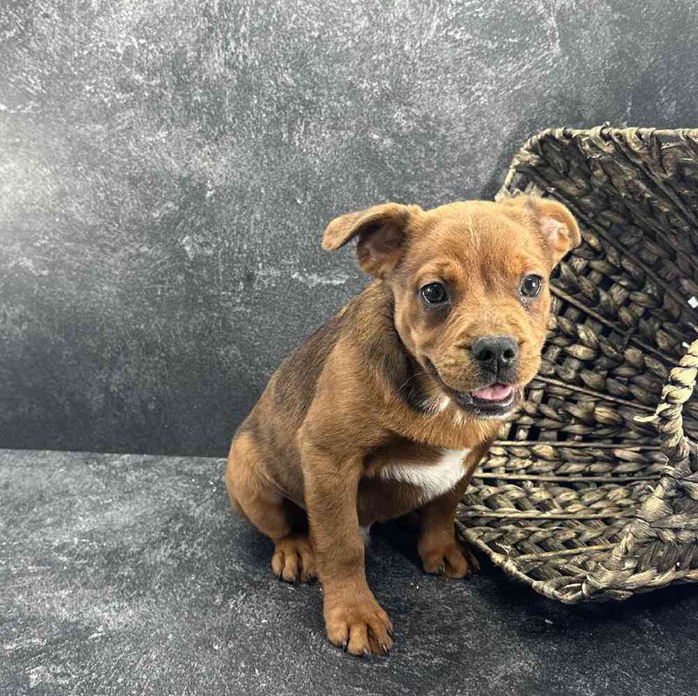 carousel pet images