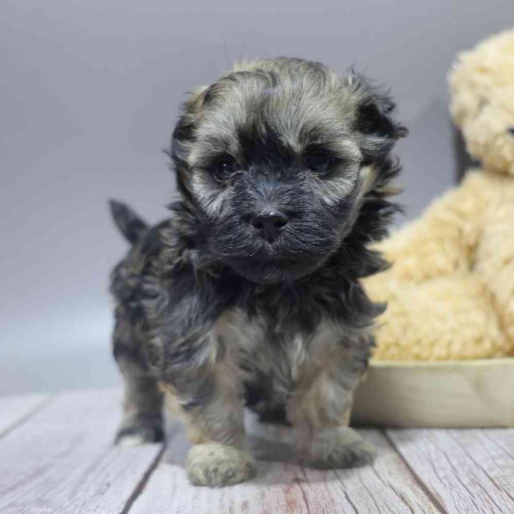 carousel pet images