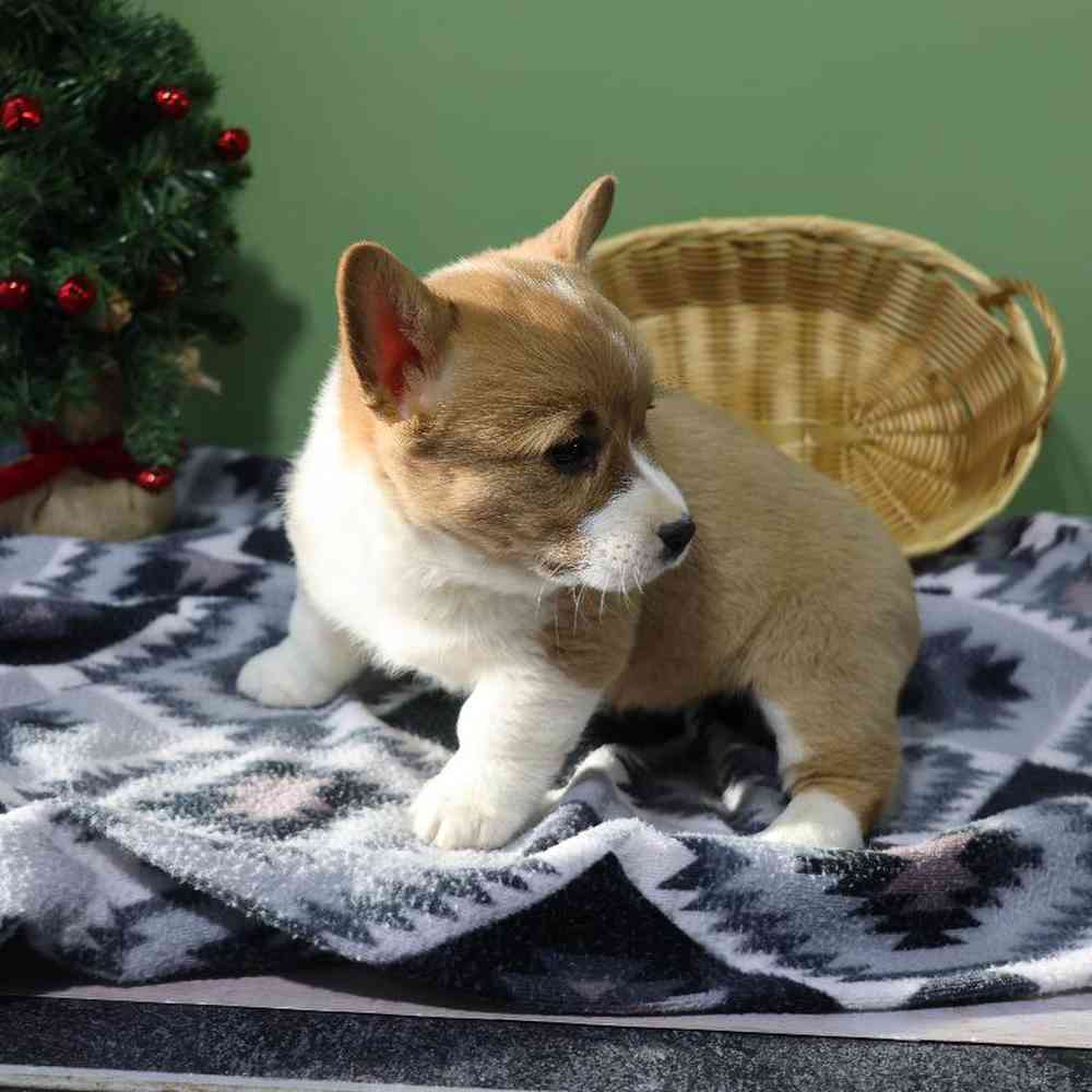 carousel pet images