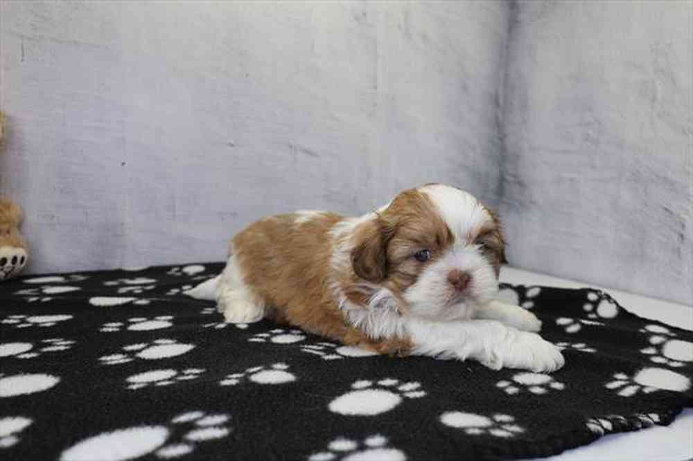 carousel pet images