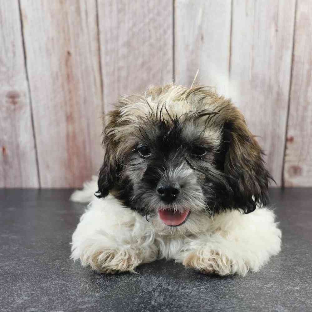 carousel pet images