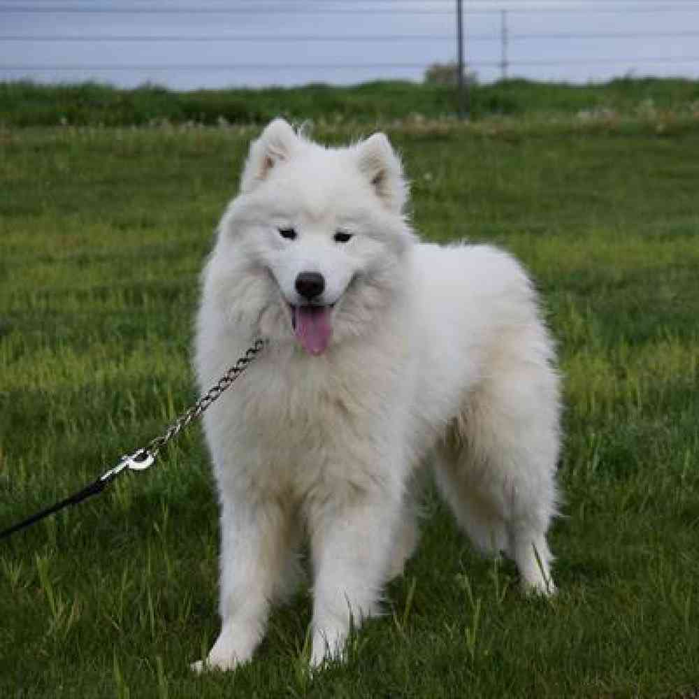 Male Sammypoo Puppy for Sale in Millersburg, IN