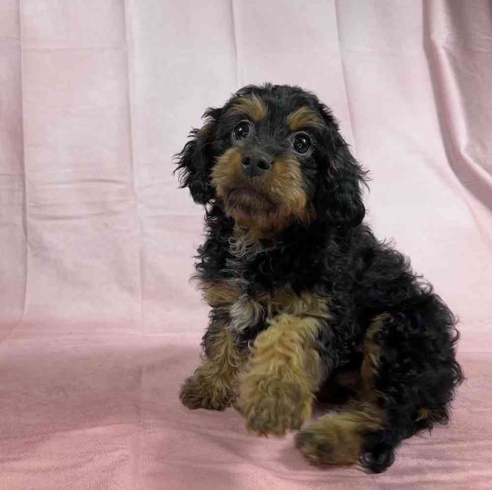 Female Cavapoo Puppy for Sale in Millersburg, IN