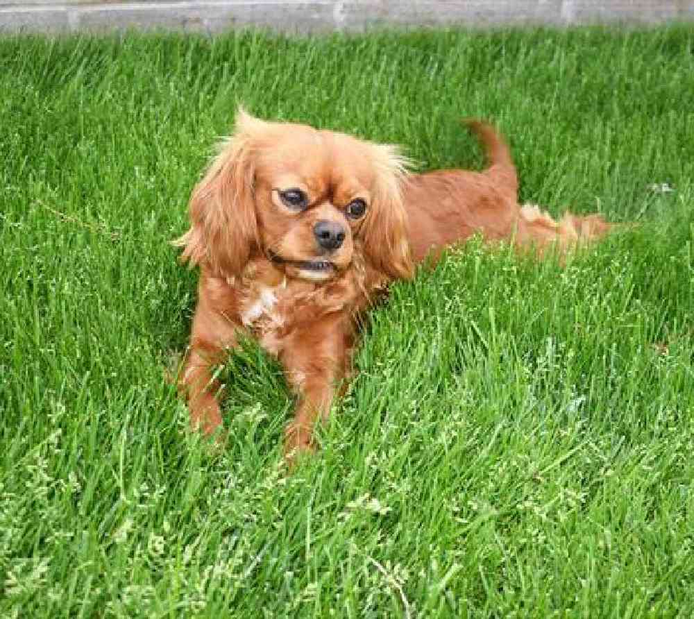 Female Cavapoo Puppy for Sale in Millersburg, IN