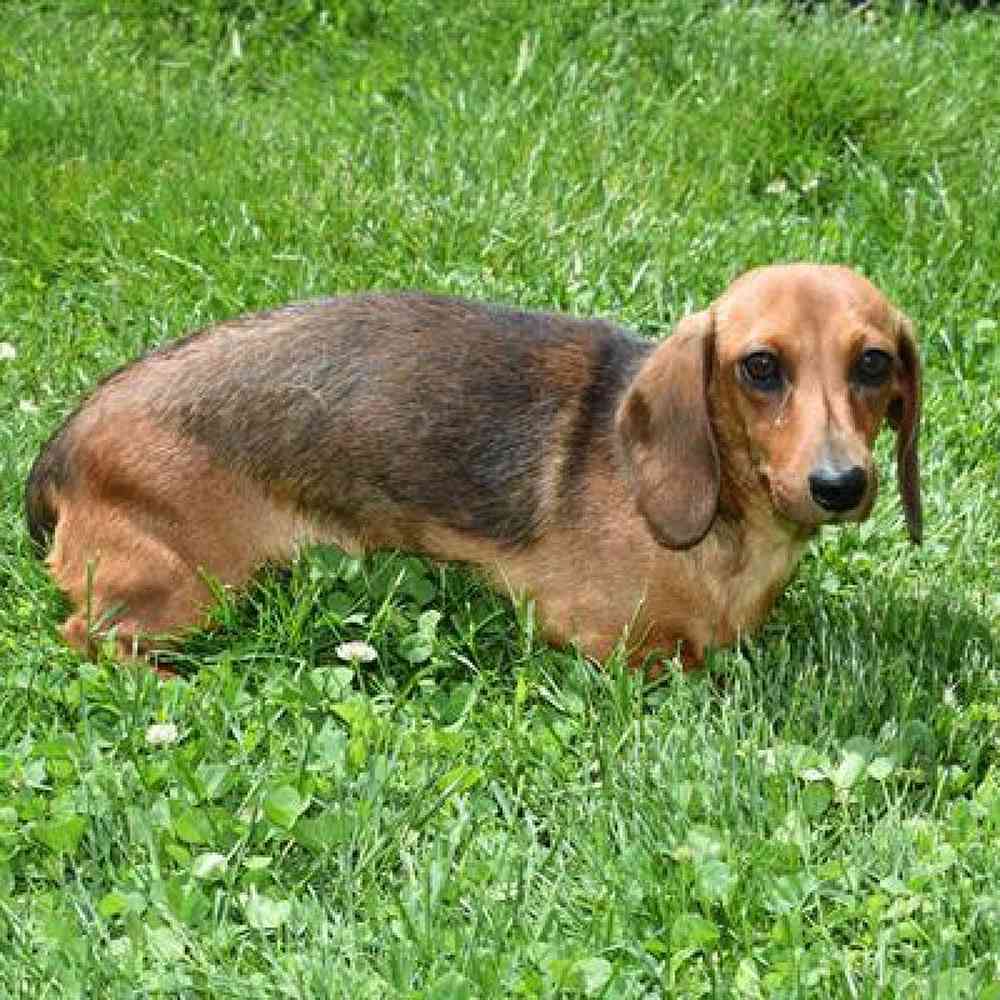 Male Dachshund Puppy for Sale in Millersburg, IN