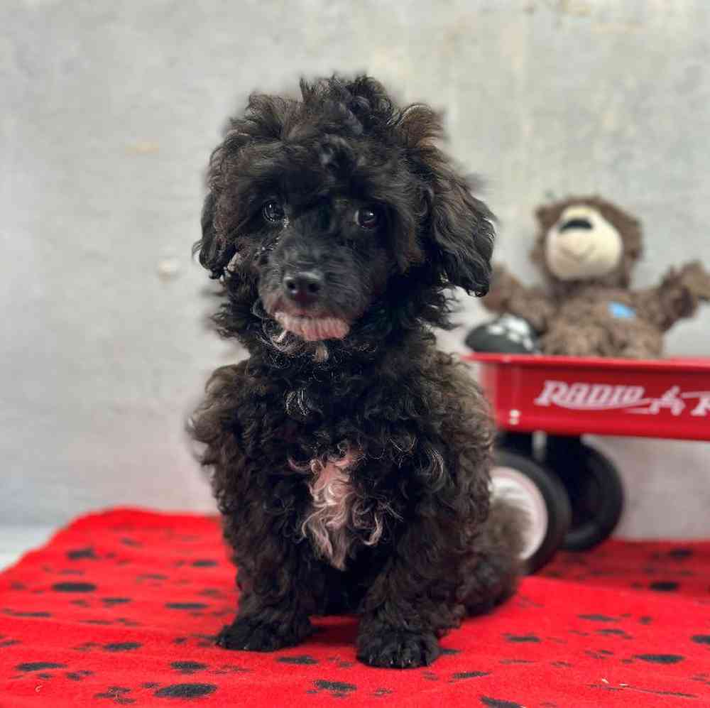 Male Mini Poodle Puppy for Sale in Millersburg, IN