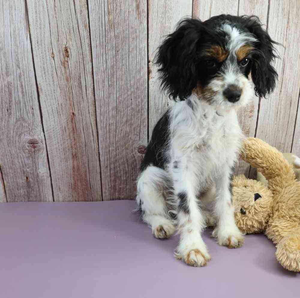 carousel pet images