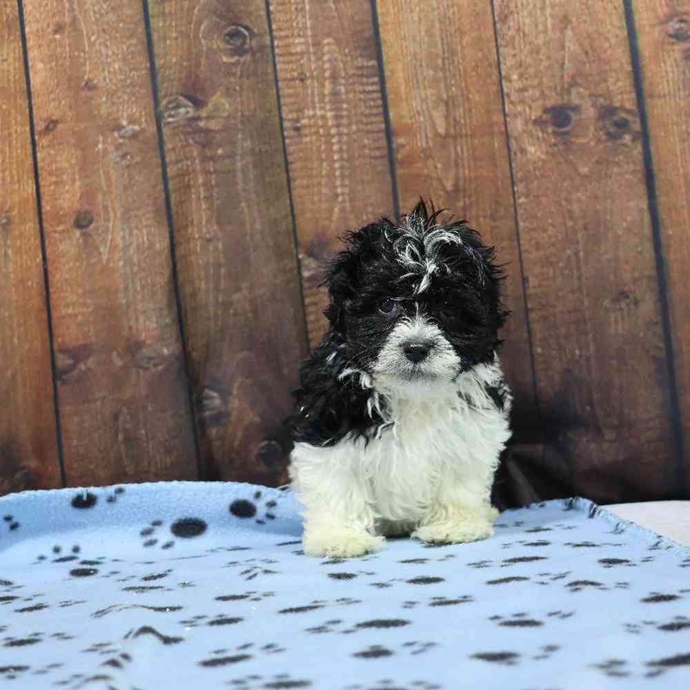 Male Havanese Puppy for Sale in Millersburg, IN