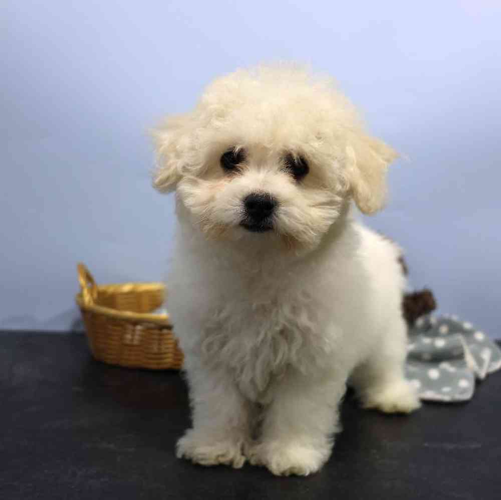 carousel pet images