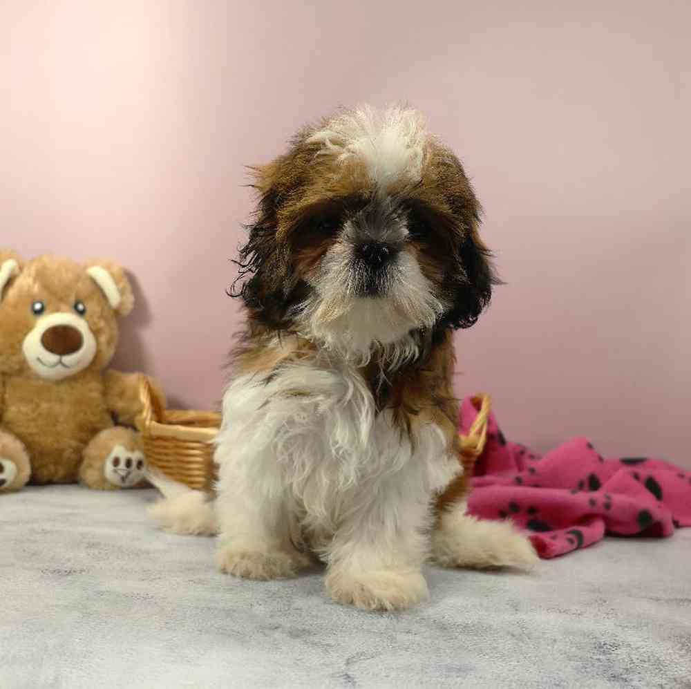 carousel pet images